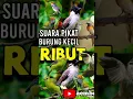 Suara pikat burung kecil ribut#pikatanburung #suarapikatburungkecil #pikatsirtu #burungkicau
