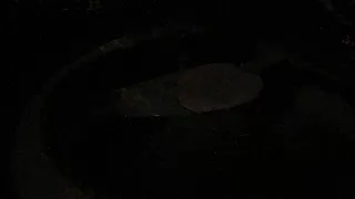 Allatkert Budapest sziveben - Foka medence ELO