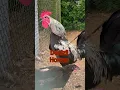 Download Lagu Ayam Denizli Horozu yang sangat langka - ayam berkokok #longcrower #langkräher #rooster #denizlihorozu