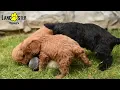Sweet Cavapoo Puppies