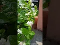 Lagu Morgra Jasmine Blooming |#gardening #ytshortstrending #gardenflowers #homegarden #shorts #shortvideo