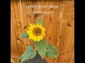 Little Sunflower - Al Borneaux