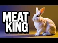Tamuk Rabbits The homesteader s secret weapon for sustainable living