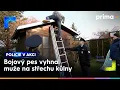 Download Lagu Úprk na střechu kůlny před bojovým psem | Policie v akci MP3