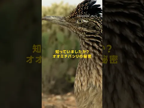 知っていましたか？ オオミチバシリの秘密 | ナショジオ