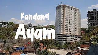 Download Kandang Ayam di buat nyaman MP3