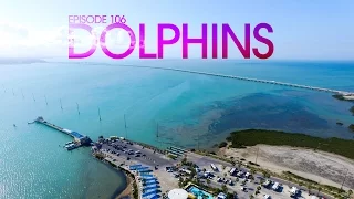 Dolphins and Backpacks – Van Life 106