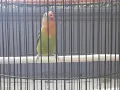 Download Lagu Gaya dan ciri lovebird balibu fighter pooll