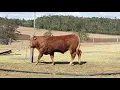 BJF Limousin Invitaional Sale Lot 18 BJF Impact Wade Polled DOB 2017