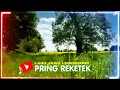 Lagu Pring Reketek  -  Lagu Jawa Legend
