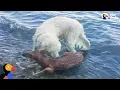 Animals Rescue Other Animals In Need The Dodo Top 5