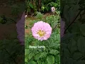 Download Lagu bunga dahlia pink mulai bermekaran #bungadahlia #dahliaflowers #dahlia #gardening #tamanbunga