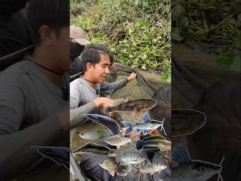INI HASIL PANEN IKAN SUNGAI YANG TERJEBAK DALAM PERANGKAP
