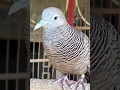 Download Lagu Burung dara lokal mempunyai suara topcer yang jernih untuk umpan yang langsung bereaksi