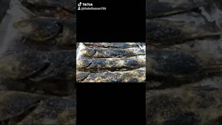 مطعم اسماك البلطي 