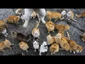 Mujo情 - Cats Eyes (Cuts by Mr. Brown)