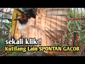 Download Lagu Suara Burung Kutilang Gacor NGGARUDA TARUNG seperti ini sangat Cepat memancing Kutilang LAIN Gacor°