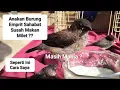 Download Lagu Tips Agar Anak BURUNG EMPRIT Cepat Mandiri Dan Mau Makan Milet