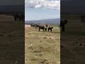 Elephant mates w a juvenile female