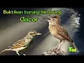 Download Lagu Masteran burung Branjangan cepat gacor