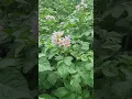 Download Lagu Krumpir u cvatnji - prihrana.