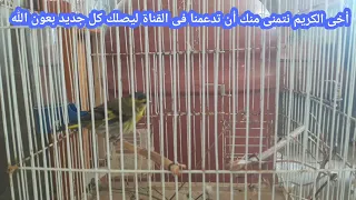 صوت طائر النعار الصيد سحب الطيور من عالى السماء صوت جذاب ورائع 