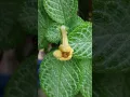 Download Lagu EPISCIA VARIETIES #medotmedia #episcia