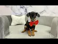 Miniature Pinscher M at Furry Babies Portage