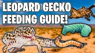 What Do Leopard Geckos Eat Leopard Gecko Feeding Guide