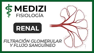 Fisiología Renal - Filtración glomerular y flujo sanguíneo renal (IG:@doctor.paiva)
