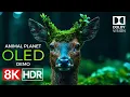Lagu Animal Planet OLED Demo HDR 8K Ultra HD Dolby Vision™ 60fps