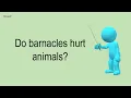 Do Barnacles Hurt Animals
