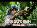 Download Lagu Lagu Gayo Jemen \