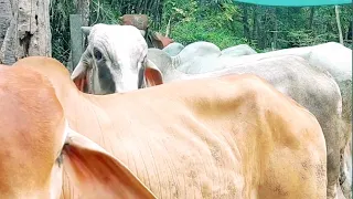 5 cows, all together, Srang