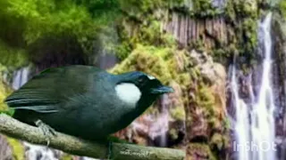 ini baru masteran poksay hongkong di jamin langsung ikut gac0r