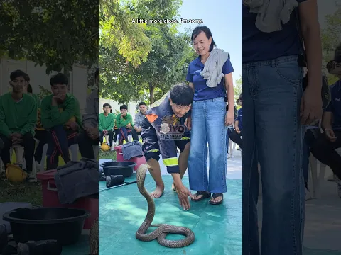มองหน้ามัน 🐍🫣 #ห้ามทำตาม #งูเห่า #cobra #งู #snake #ภิญโญคนจับงู #มือปราบอสรพิษ #อสรพิษ