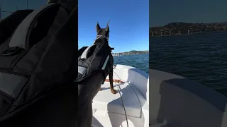 #Fyp #dream #YouTube #doberman #pets