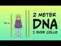 DNA, gener og proteiner
