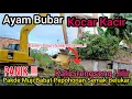 Lagu PANIK‼️AYAM BUBAR KOCAR KACIR❗️TIBA TIBA PAKDE MUJI BABAT PEHOHONAN SEMAK BELUKAR KALI SRENGSENG❗️