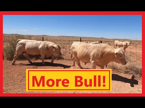 Download MP3 More Bull!