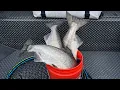 Buoy10 Daily Update August 11 2026 - Ocean was FLAT and on FIRE