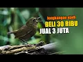 Download Lagu BURUNG JONGKANGAN COKLAT AJAIB.. GACOR K0W0R - K0W0R DILEPAS TANPA KAND4NG, BARU LIHAT INI SAYA..