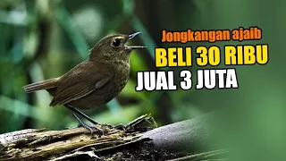 Download BURUNG JONGKANGAN COKLAT AJAIB.. GACOR K0W0R - K0W0R DILEPAS TANPA KAND4NG, BARU LIHAT INI SAYA.. MP3