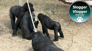 Tension and Play Among Twycross Zoo Gorillas