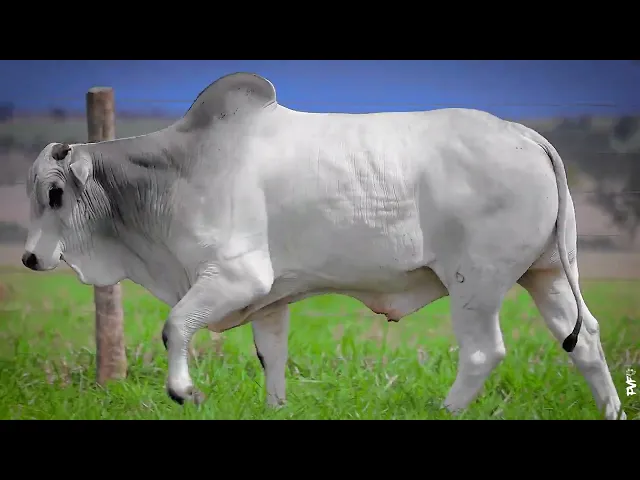 Touro Nelore ACNN - 677