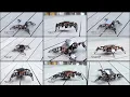 ACEBOTT QD020 ESP8266 Quadruped Bionic Spider Robot Kit With Scratch