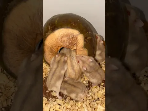 Hamsters Love Eating Coconut” 🐹🥥 Cute Hamster💕 #cuteanimals