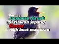 Download Lagu Burung Japanese thrush||Sariawan Jepang Gacor|cocok buat masteran #burungmasteran #birdsounds #bird