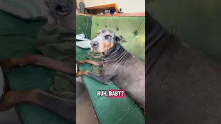 #fyp #dream #doberman #pets #youtube