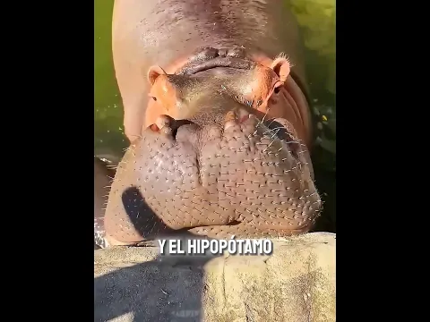 ¡Llevó Dos Sandías Para Hacer Feliz al Hipopótamo! 🥹🍉